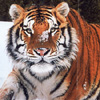 zubdah's picture