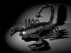 mush91's picture