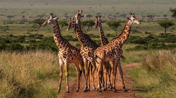 Before Visiting Tanzania