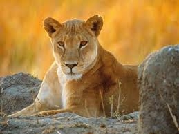 Lioness of Allah's picture